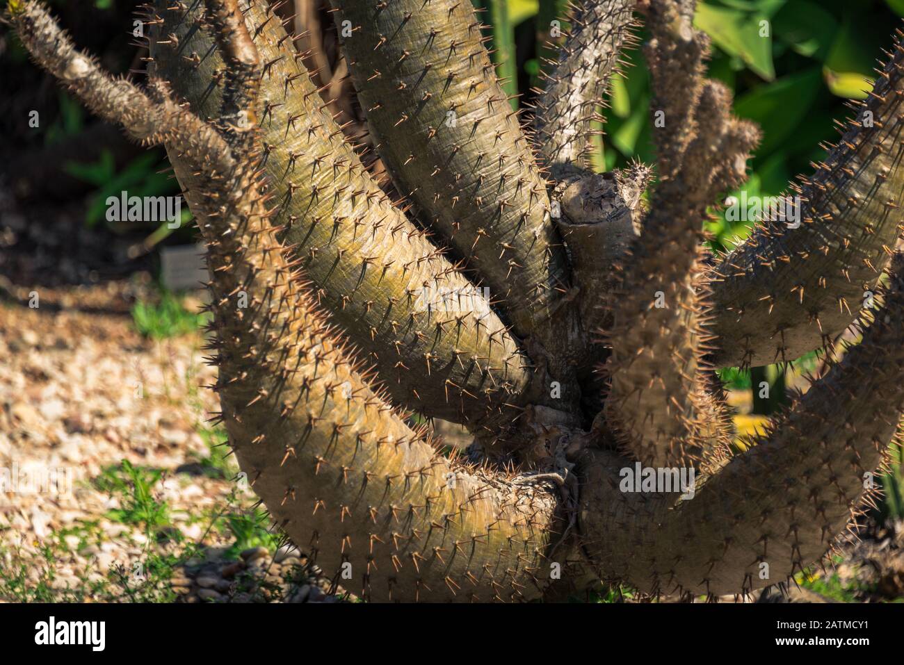 Close up of Austrocylindropuntia Subulata or Eve Pin succulent plant trunk, stems with sharp spikes, needles. Eves Needle cactus plant detail Stock Photo