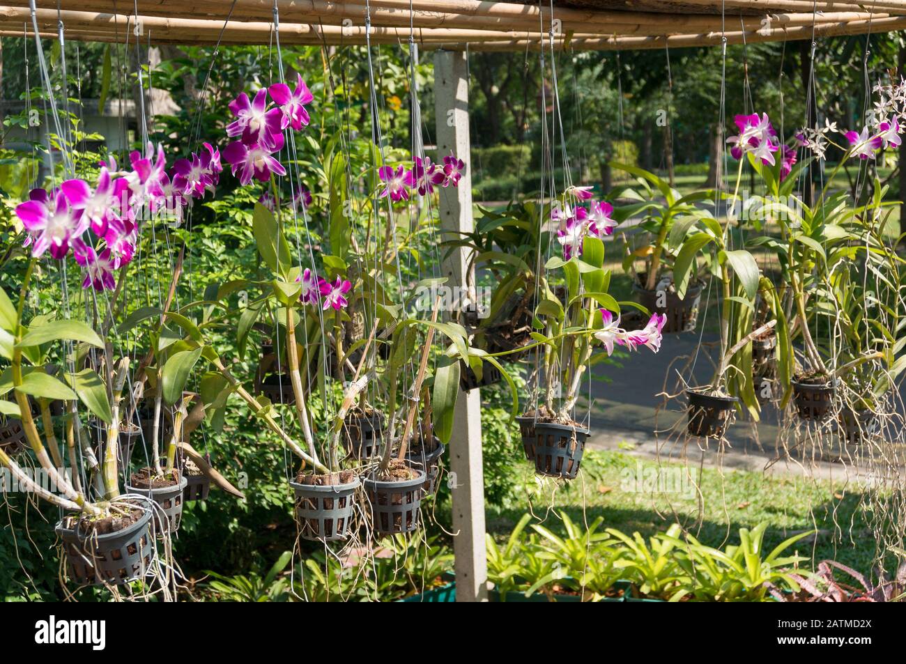 White and purple orchid flowers hanging in the pots outside. Plant flower nursery, display Stock Photo