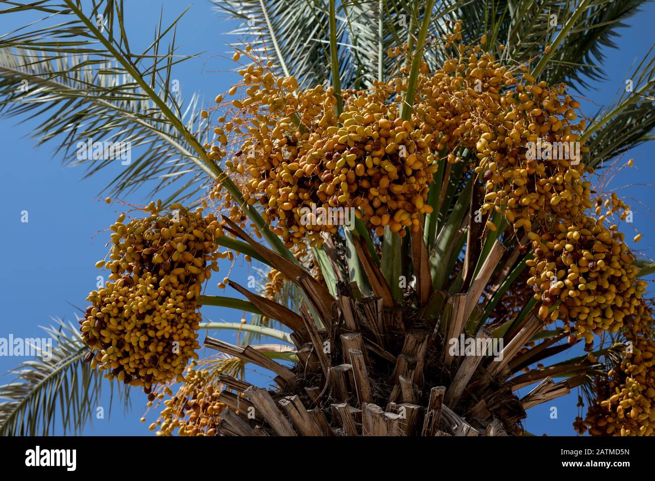 Beautiful high palm tree in desert environment in summer time. Stock Photo