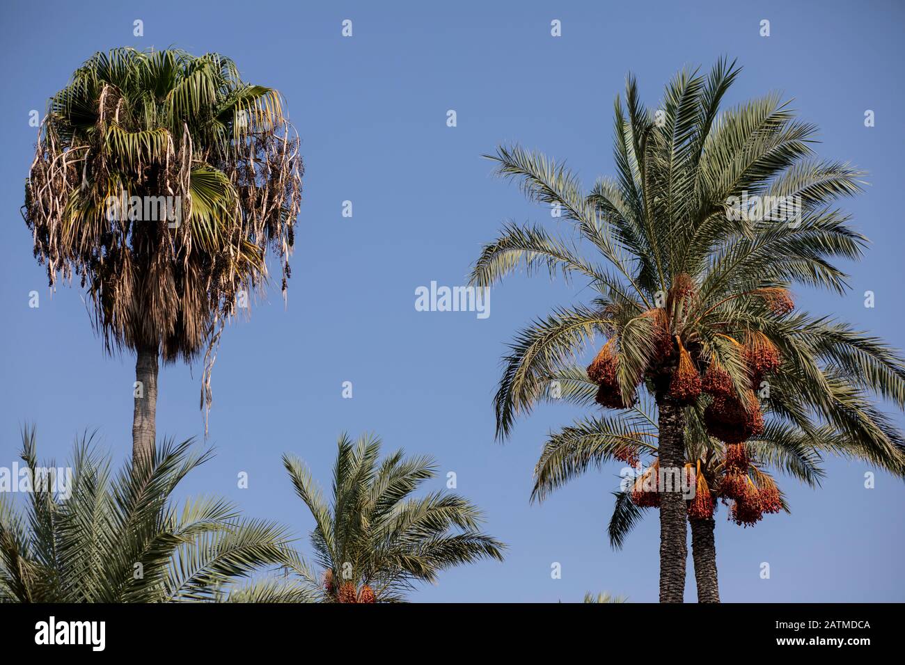 Beautiful high palm tree in desert environment in summer time. Stock Photo