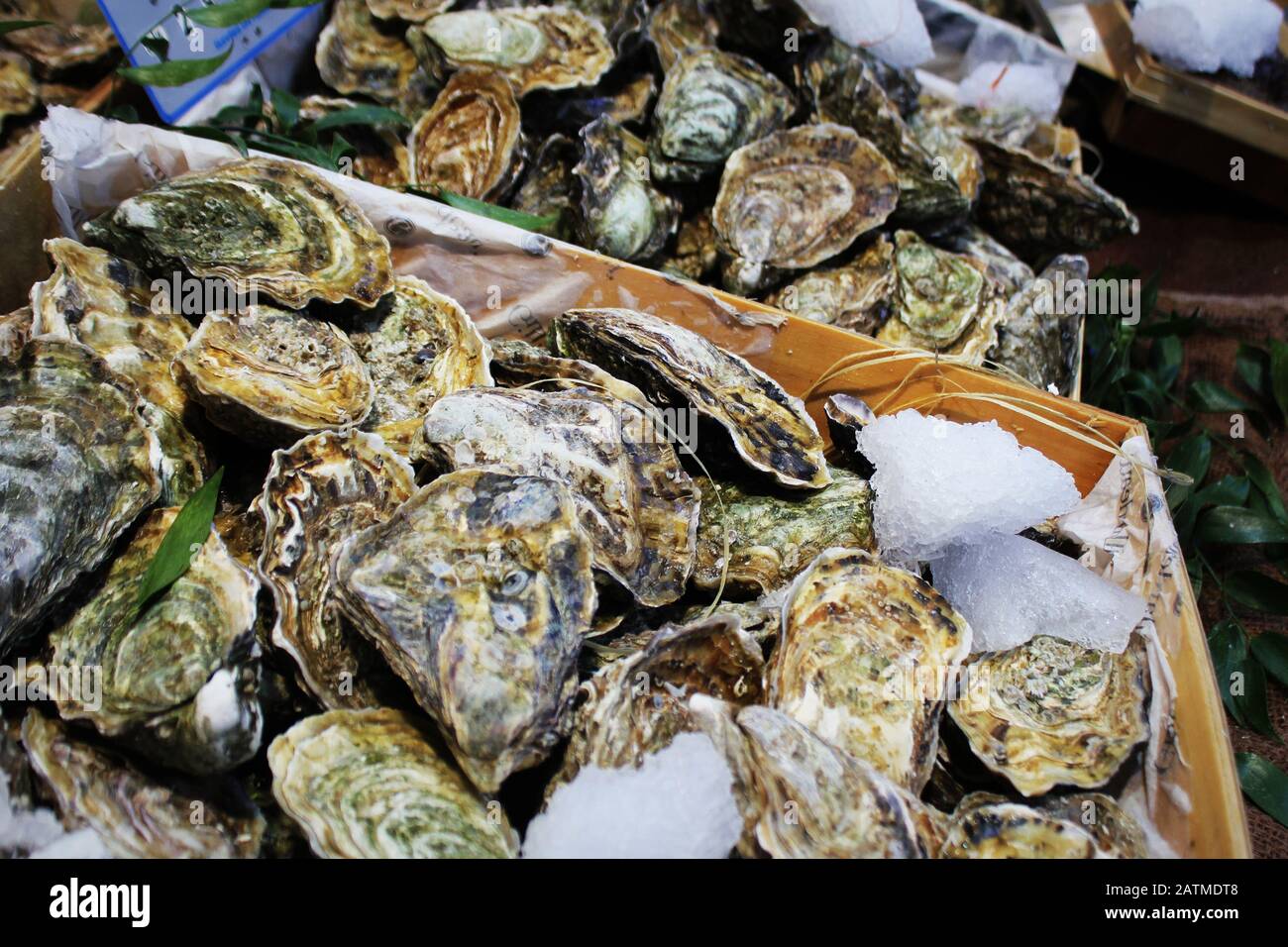Fresh oysters on ice for sale at a seafood market. Stock Photo