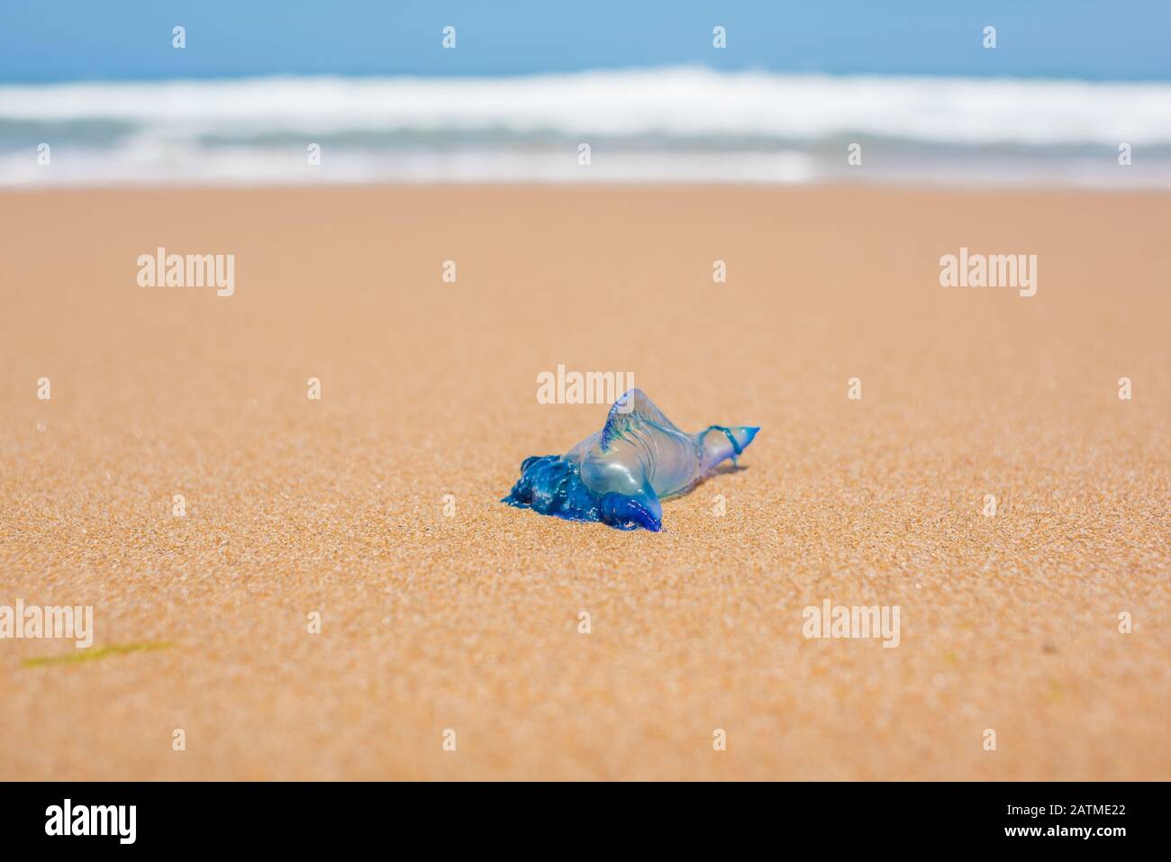 Blue bottle jellyfish or Portuguese Man of War on the sand with soft water wave. Summer beach danger background Stock Photo