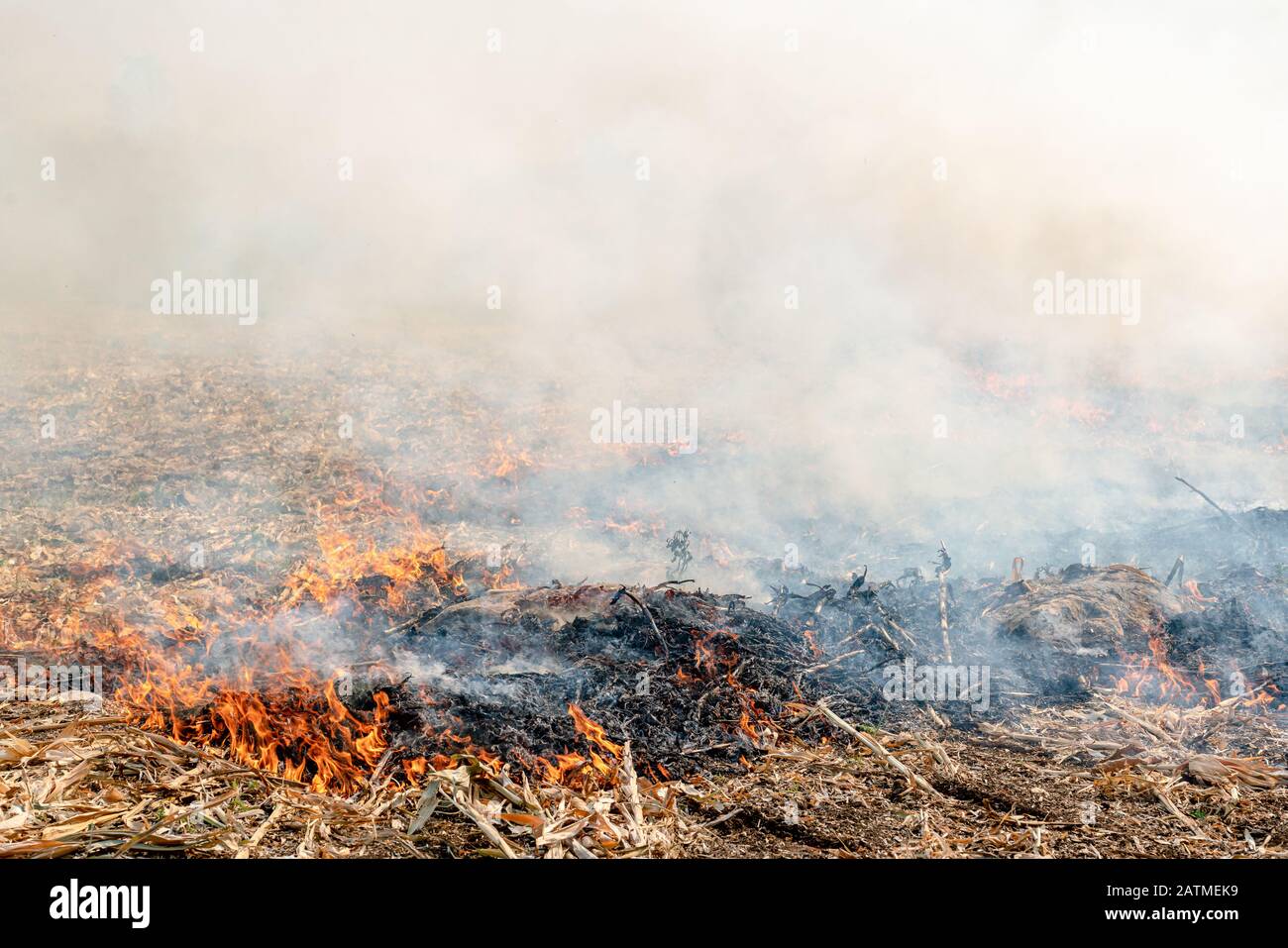 Burning the rest of the corn plant to be made as a natural fertilizer