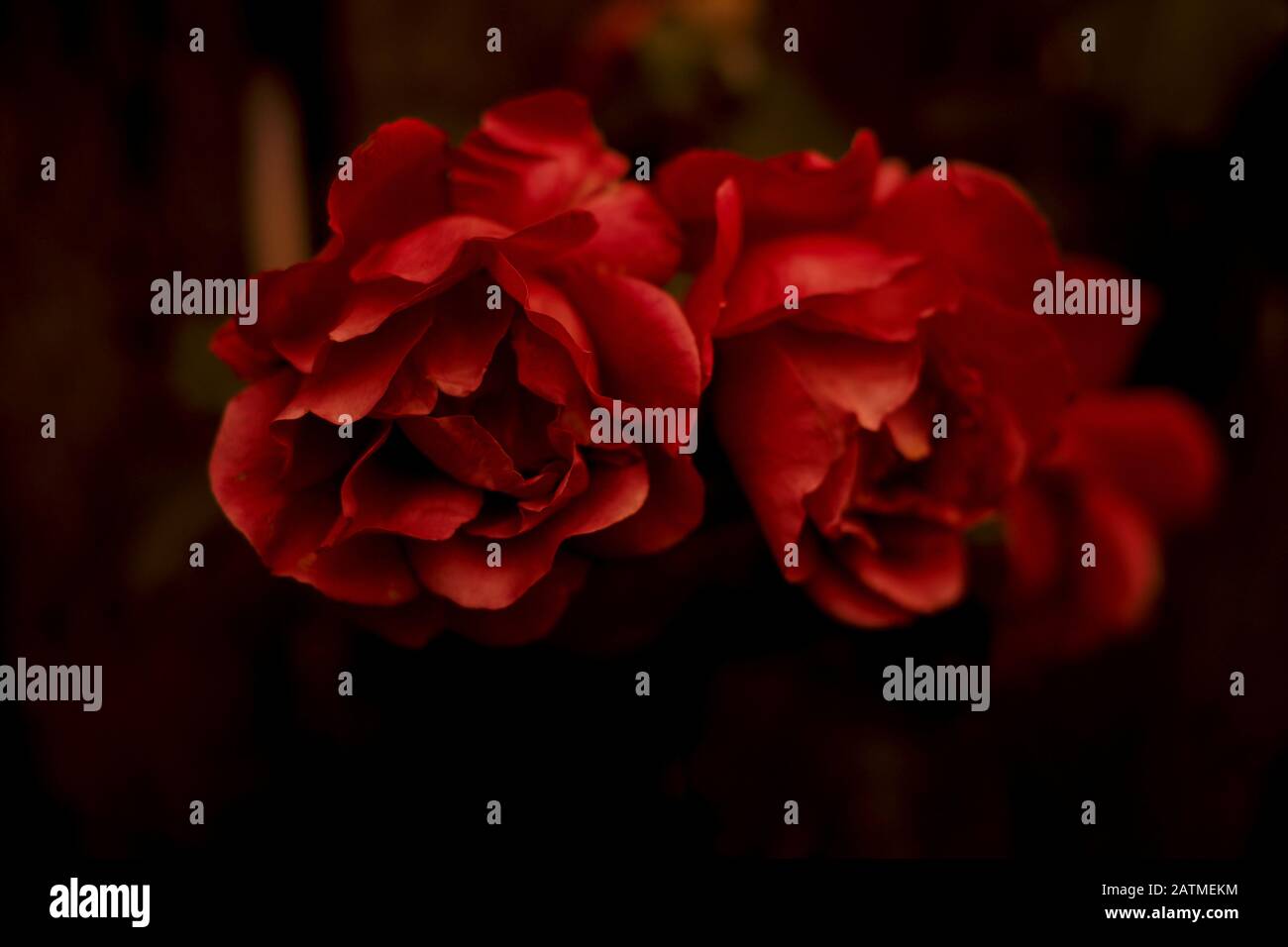 Old Fashioned Roses High Resolution Stock Photography and Images Alamy