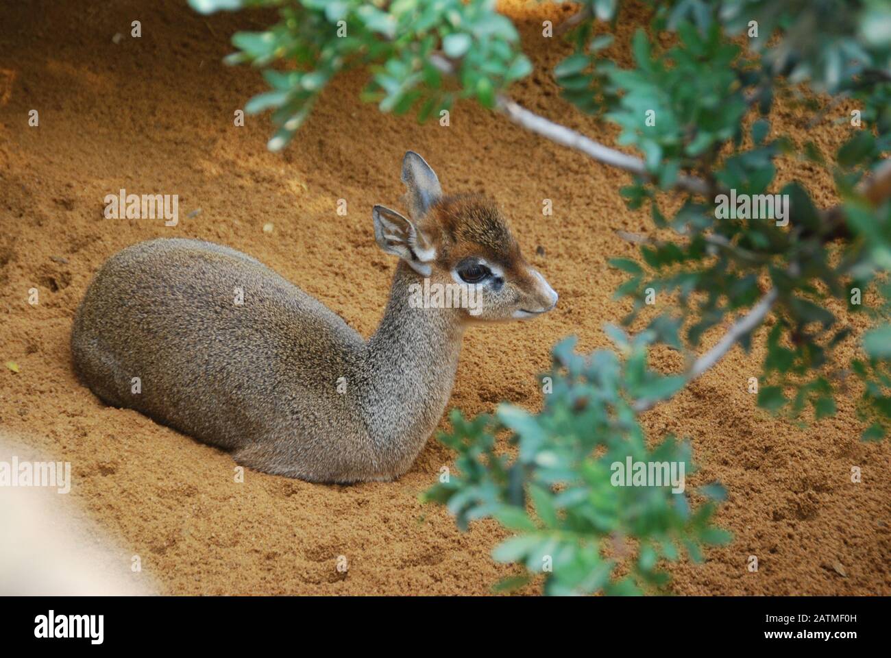 Valencia Zoo Spain. Bioparc Valencia. New generation zoo with zoo