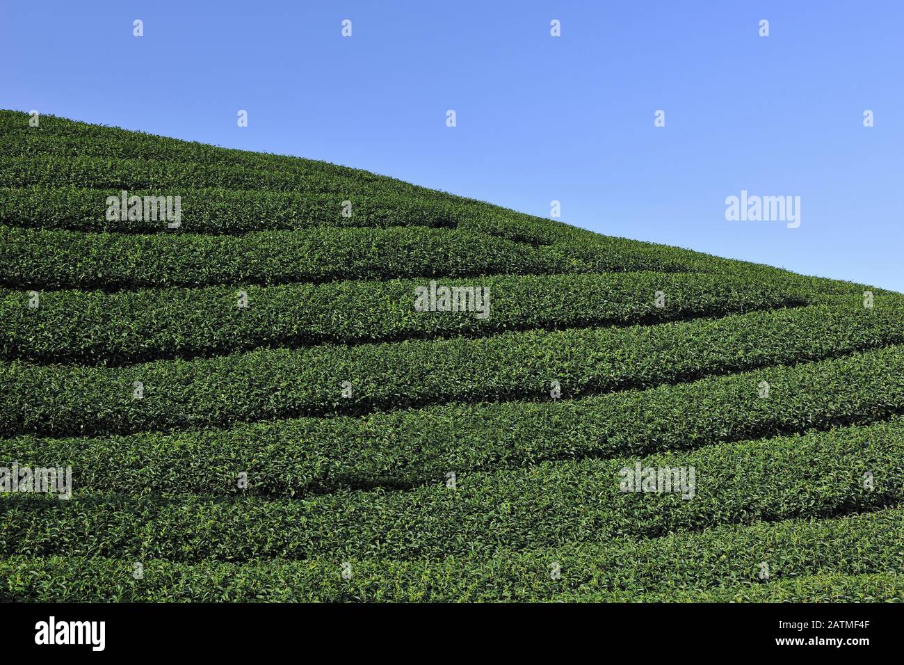 Bagua tea garden Stock Photo Alamy