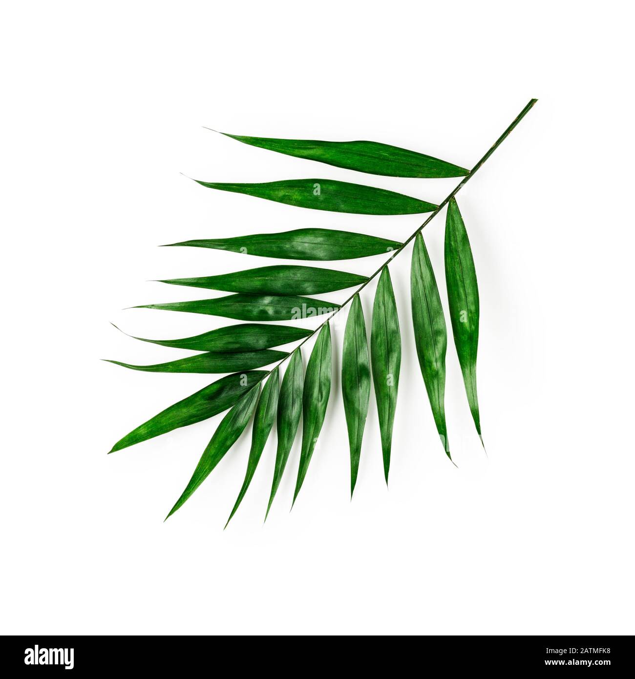 Green palm leaf, tropical jungle plant isolated on white background clipping path included. Top view, flat lay, design element Stock Photo
