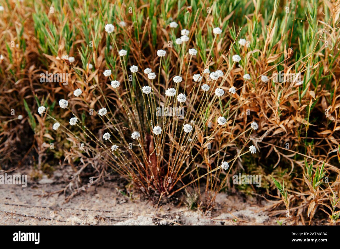 White Silver button flower Eriocaulon henryanum Ruhle in natural forest of Phu Kradueng National Park, Loei - Thailand Stock Photo