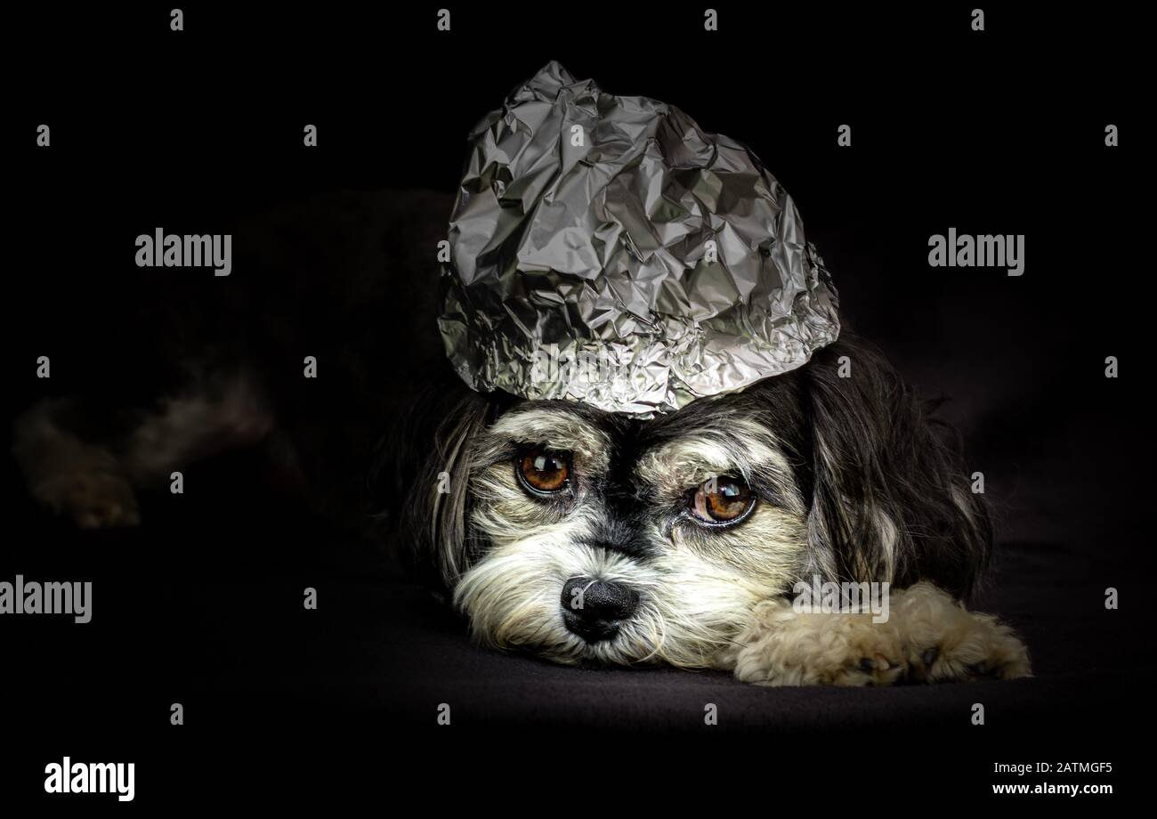 sad puppy with tinfoil hat on its head to protect its thoughts from UFOs, black background, conspiracy theory concept. Stock Photo
