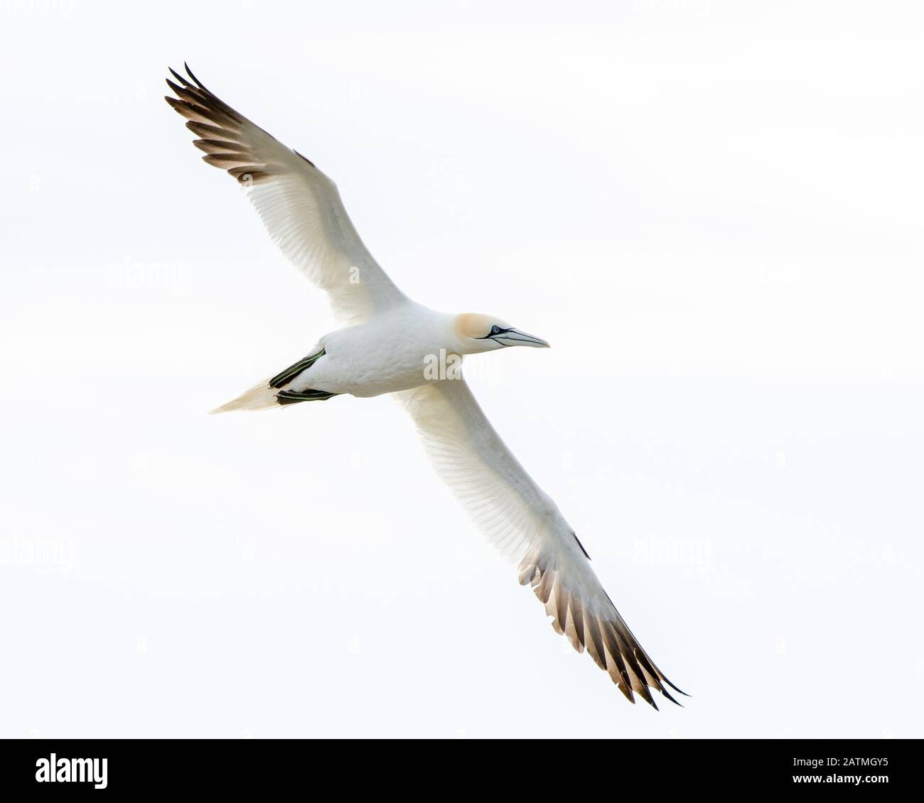 A Northern gannet (Morus bassanus) in flight isolated against a white sky Stock Photo