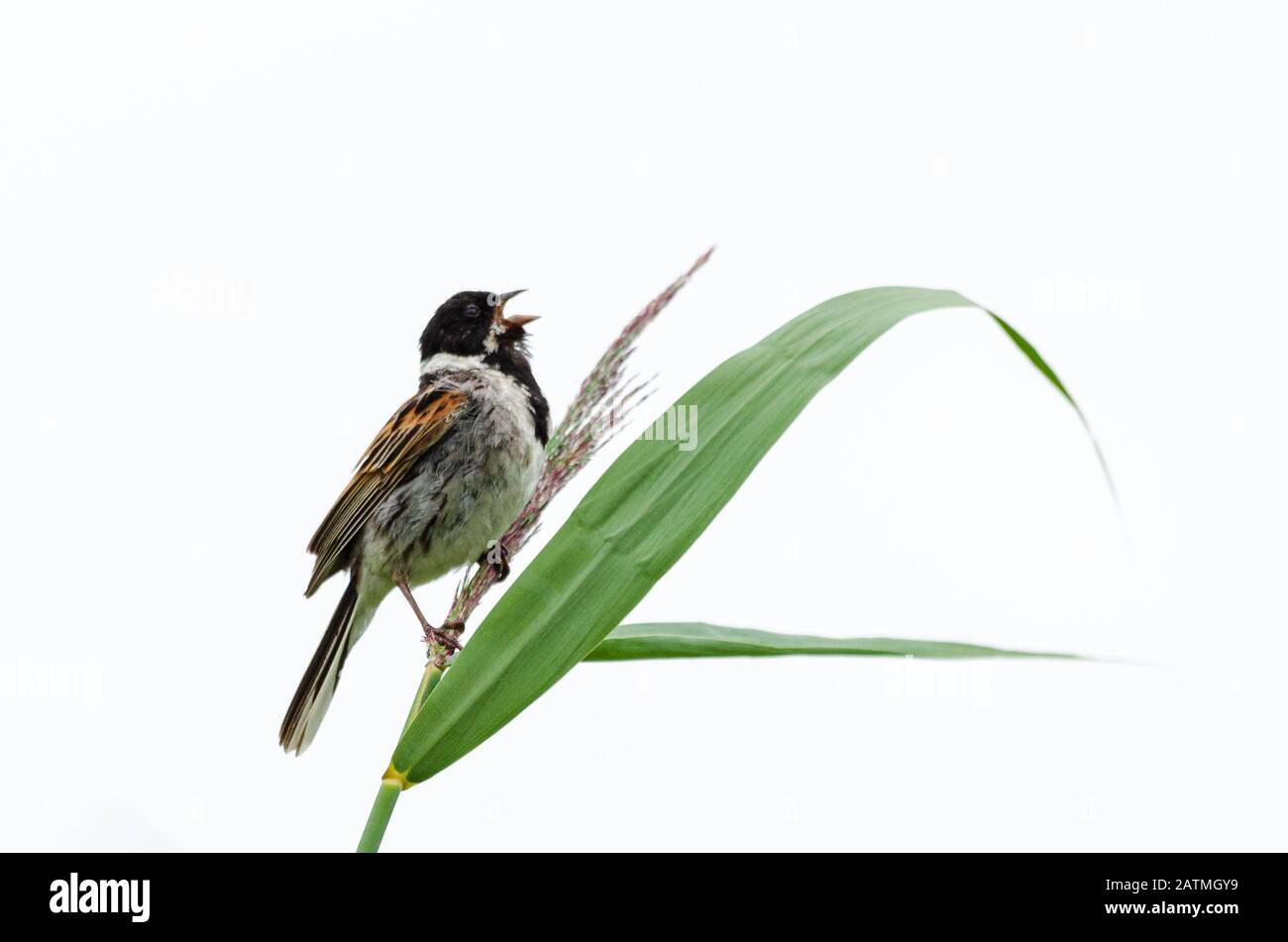 Common reed bunting (Emberiza schoeniclus) perched on the top of a Phragmites reed Stock Photo