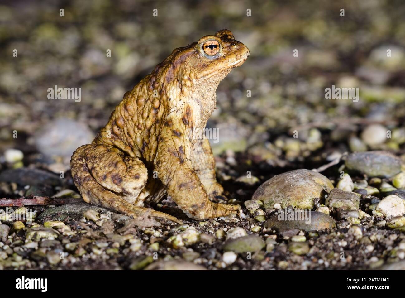 Male specimen of Common or European toad (Bufo bufo) moving during the night in direction of the breeding pond just after the wintering season Stock Photo