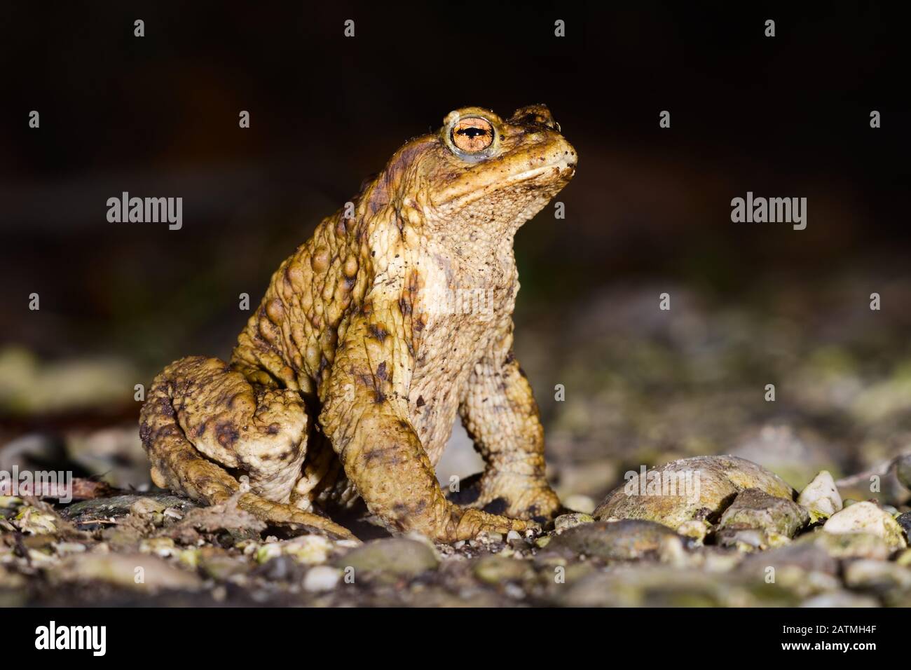 Male specimen of Common or European toad (Bufo bufo) moving during the night in direction of the breeding pond just after the wintering season Stock Photo