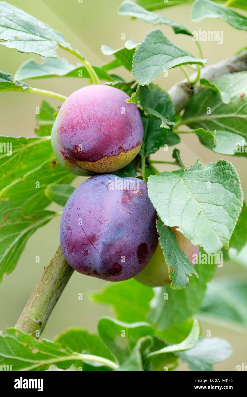 Plum tree autumn hi-res stock photography and images - Alamy