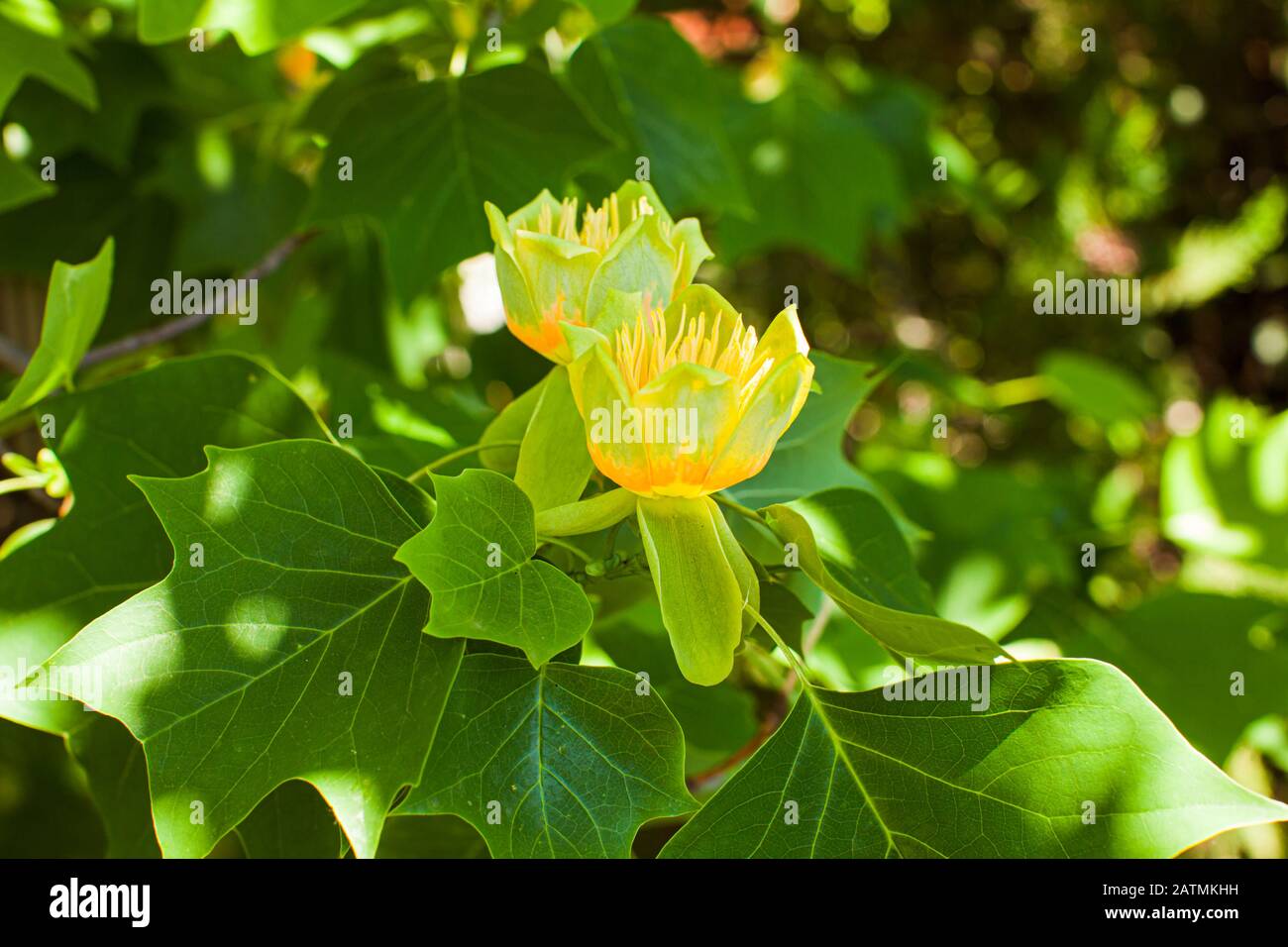 Beautiful foliage tree tulip hi-res stock photography and images - Alamy
