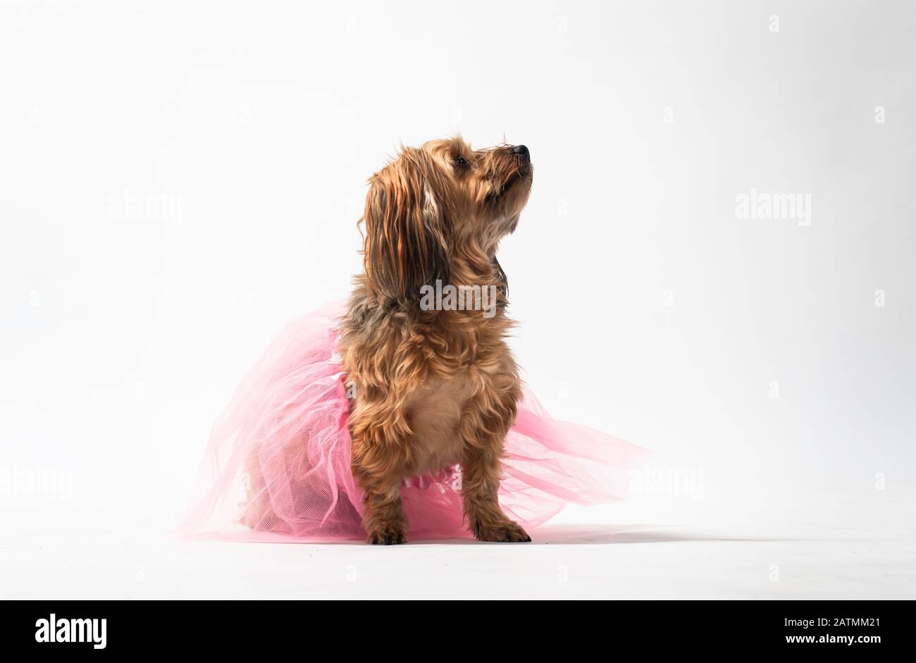 cute little dog sitting in a pink tutu Stock Photo - Alamy
