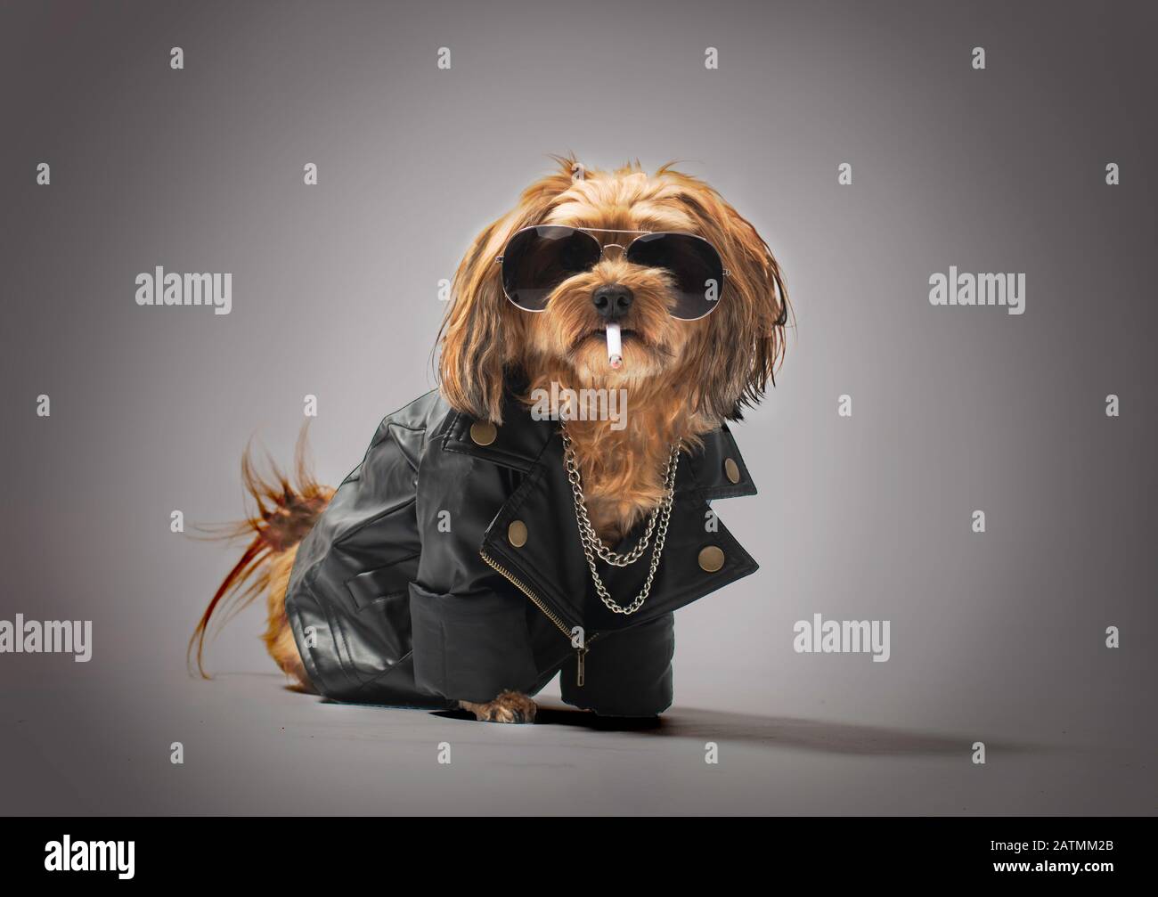 adorable little dog in leather jacket and sunglasses with a chain