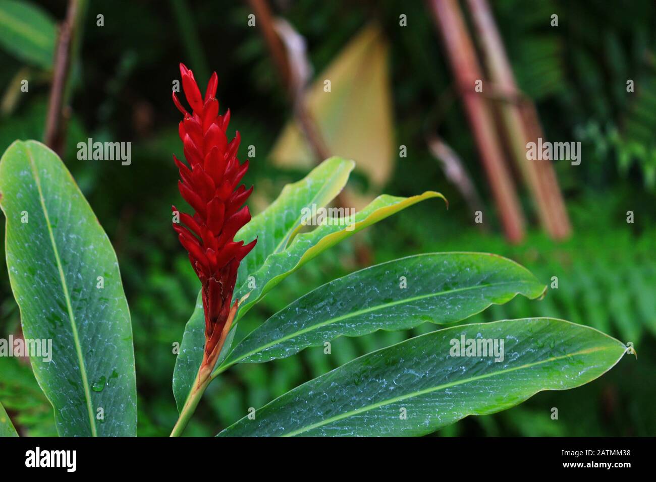 Tropical plant Alpinia purpurata with bright red bracts Stock Photo