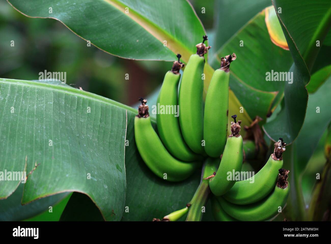 Wild banana hires stock photography and images Alamy