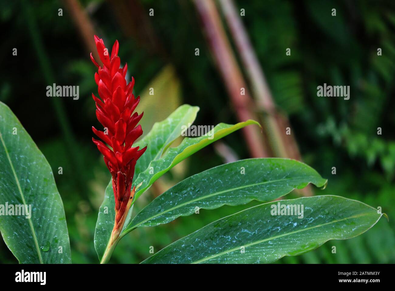 Tropical plant Alpinia purpurata with bright red bracts Stock Photo