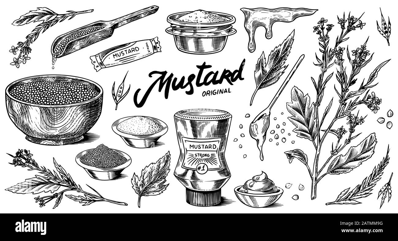 Mustard seeds and plant set. Spicy condiment, seasoning bottle, packaging and leaves, wooden spoons, sauce in gravy boat, whole and ground grains Stock Vector