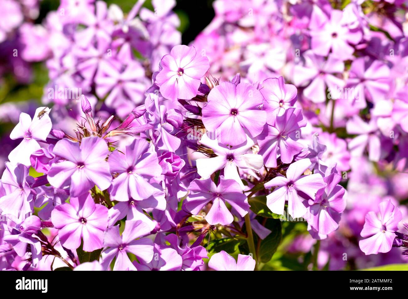 Purple garden Phlox Stock Photo