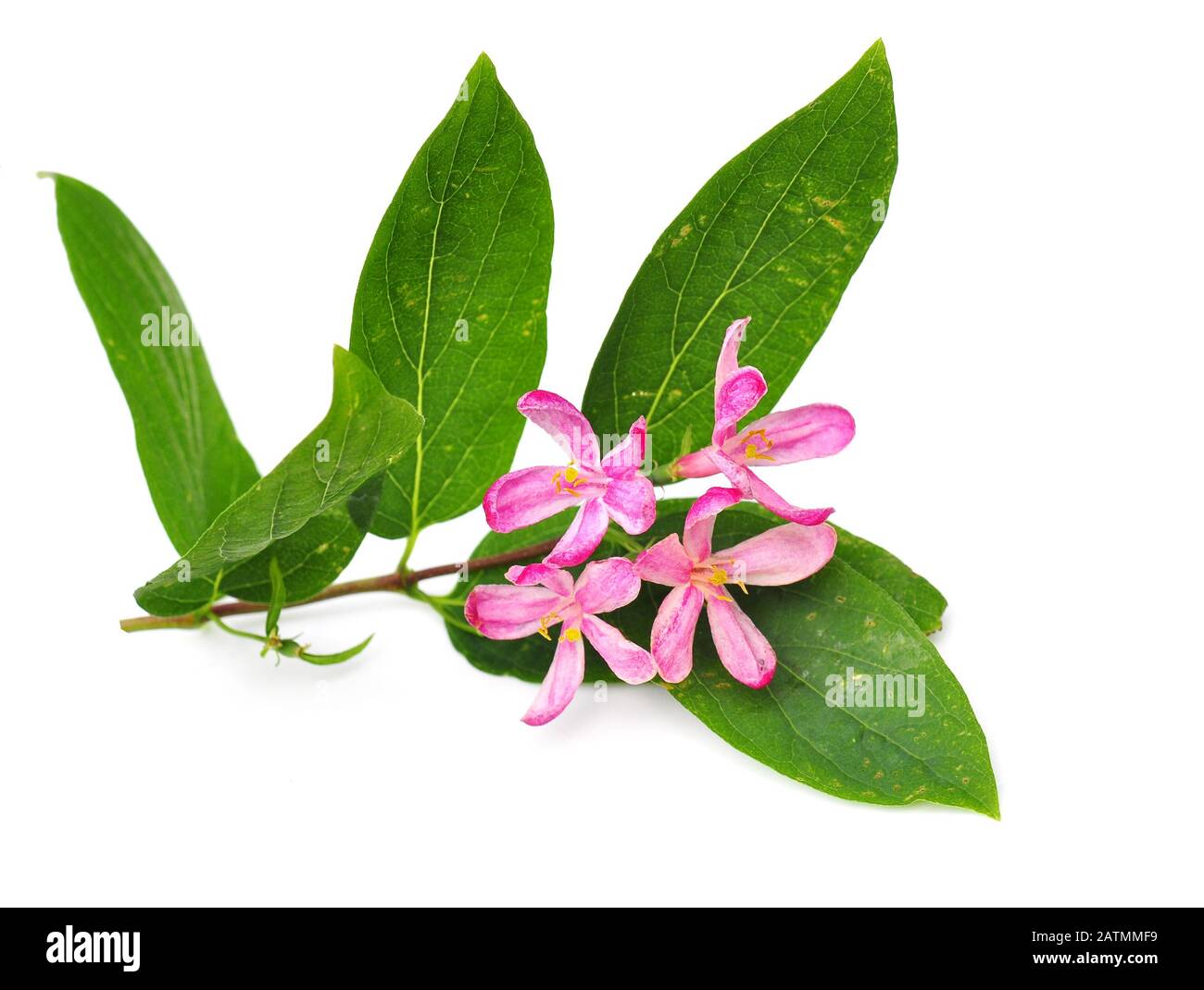 Closeup of white lilies hires stock photography and images Alamy
