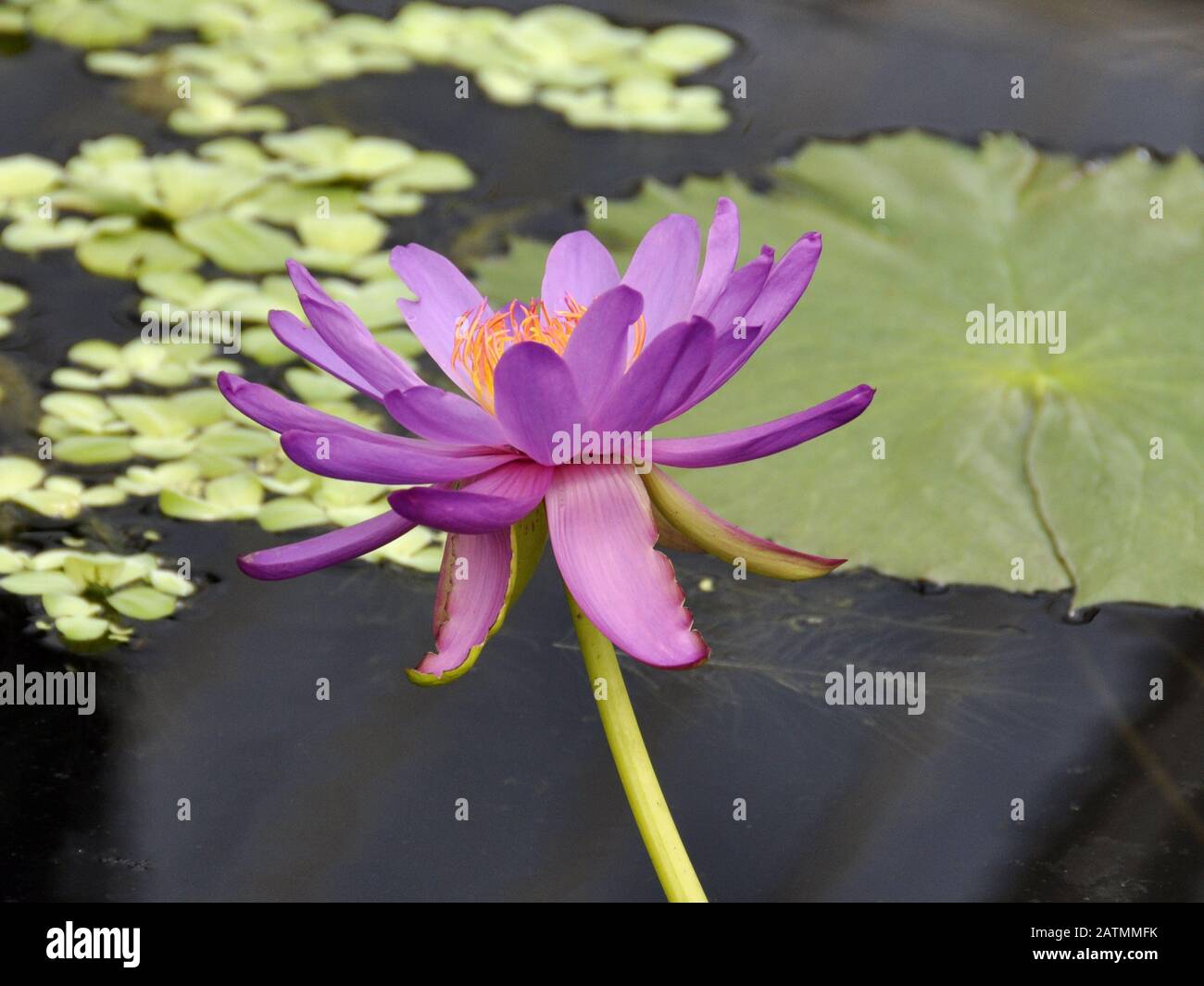 Closeup on the flower of a water lily Nymphaea sp. Stock Photo