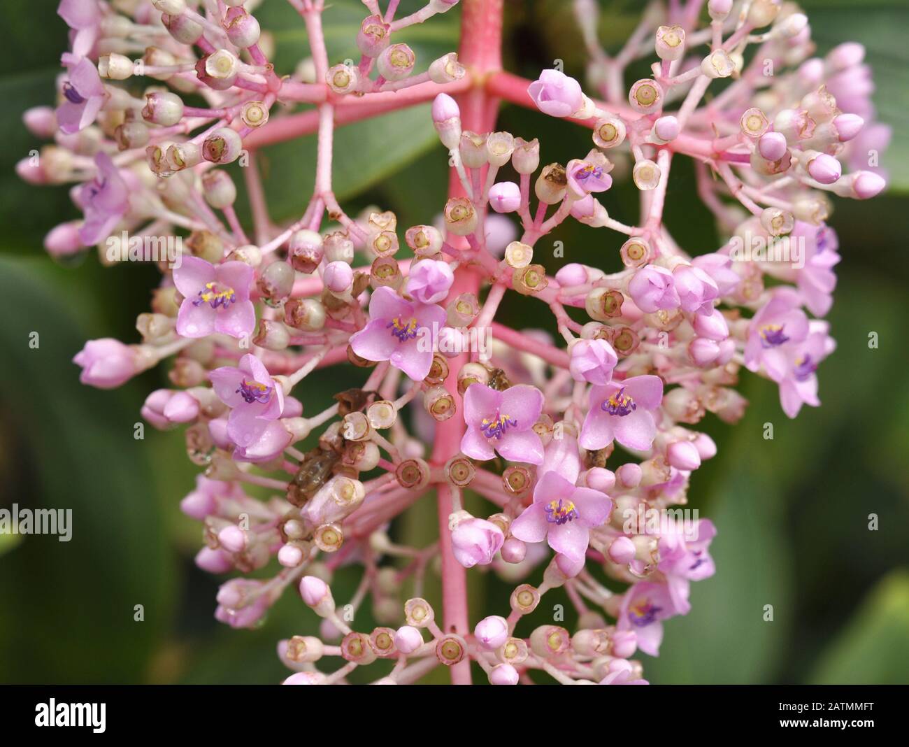 The pink waxy flowers of a Medinilla magnifica plant Stock Photo