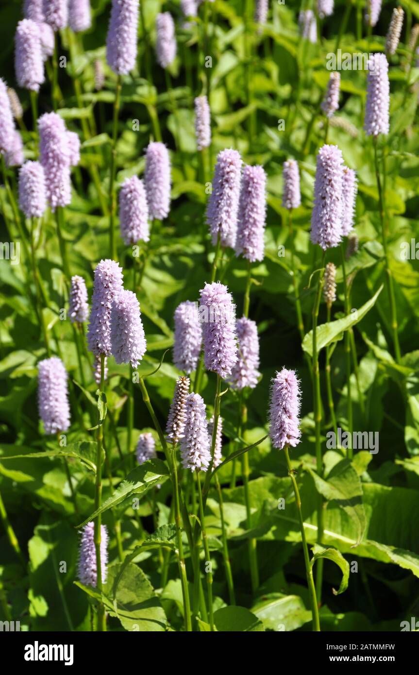 European bistort Bistorta officinalis Stock Photo - Alamy