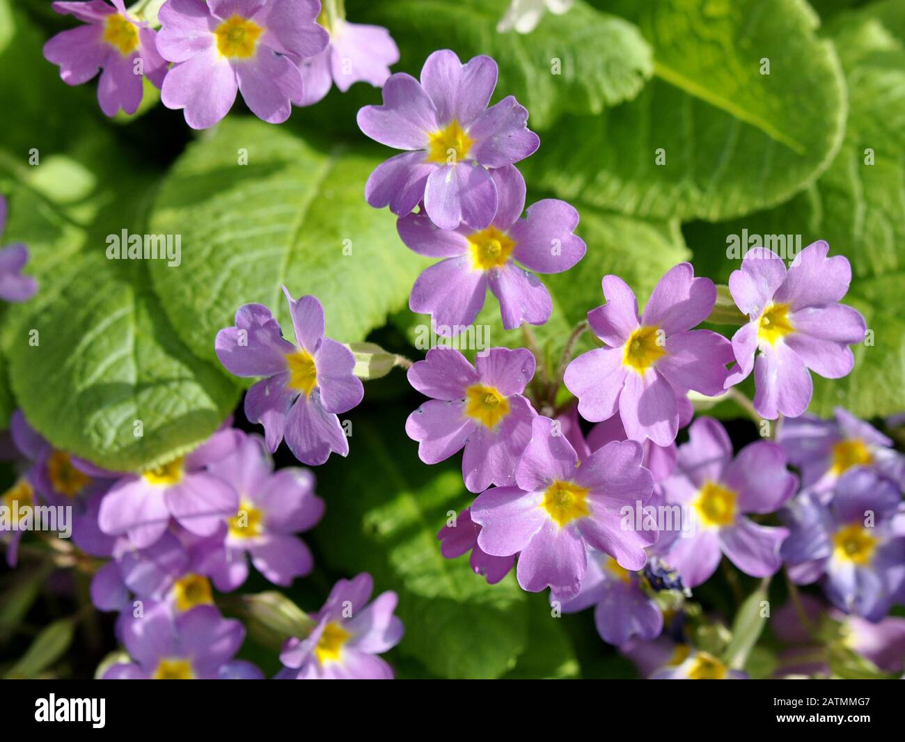 Group of purple primrose Primula pruhoniciana Stock Photo