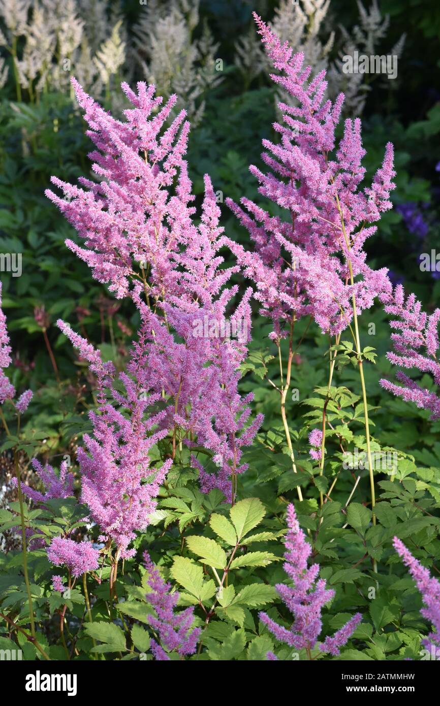 Pink astilbe flowering in a shady garden Stock Photo