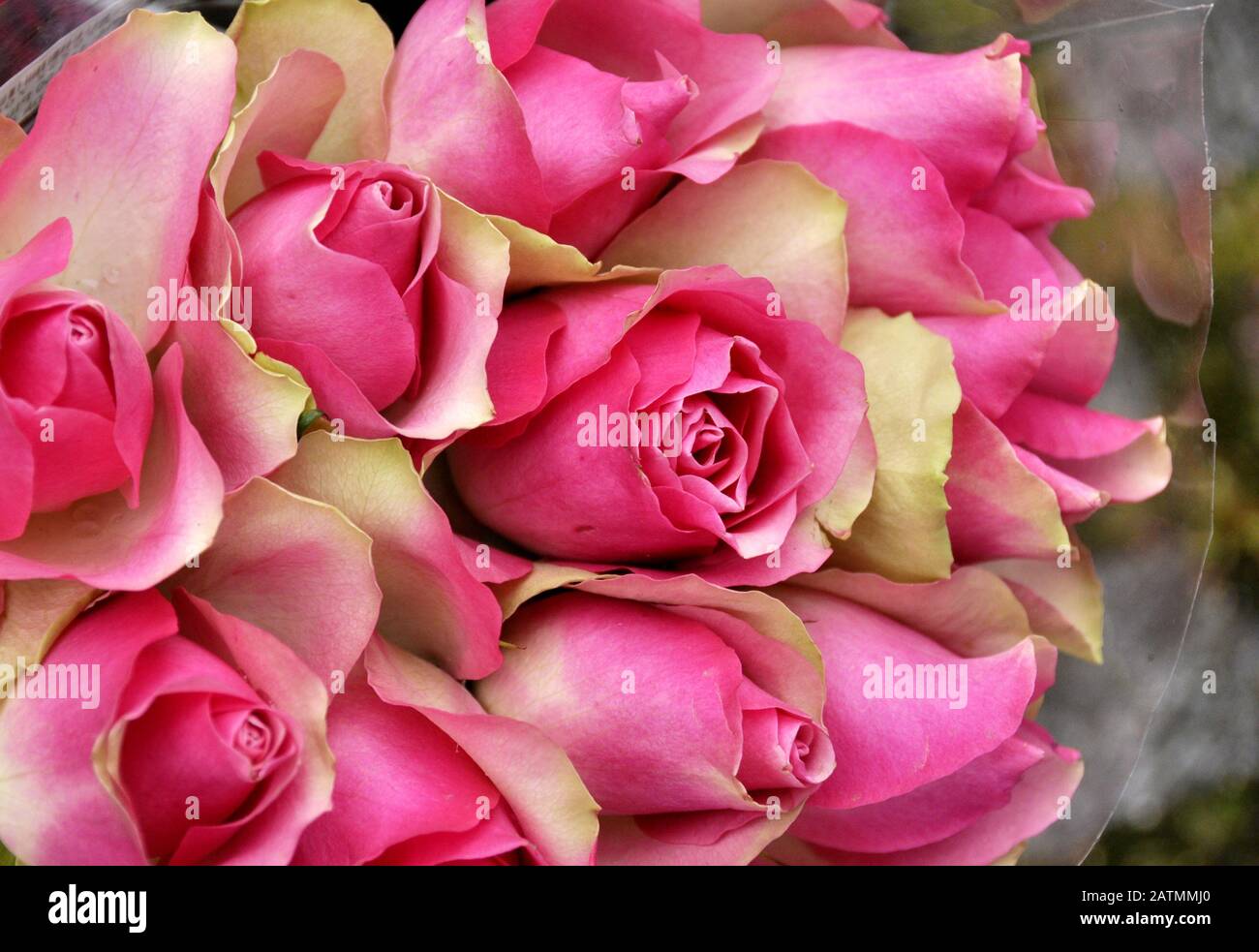 Bouquet of pink roses Stock Photo - Alamy