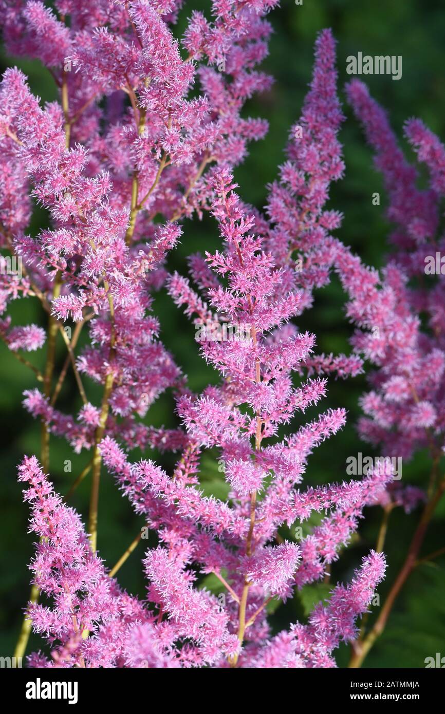 Pink astilbe flowering in a shady garden Stock Photo