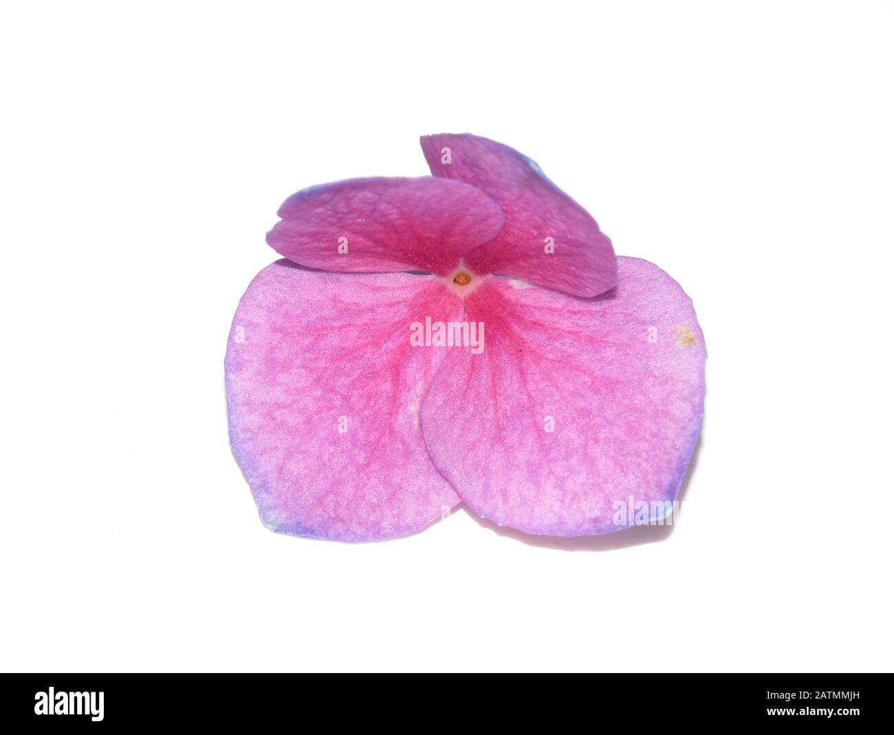 Hortensia hortensia macrophylla hi-res stock photography and images - Alamy