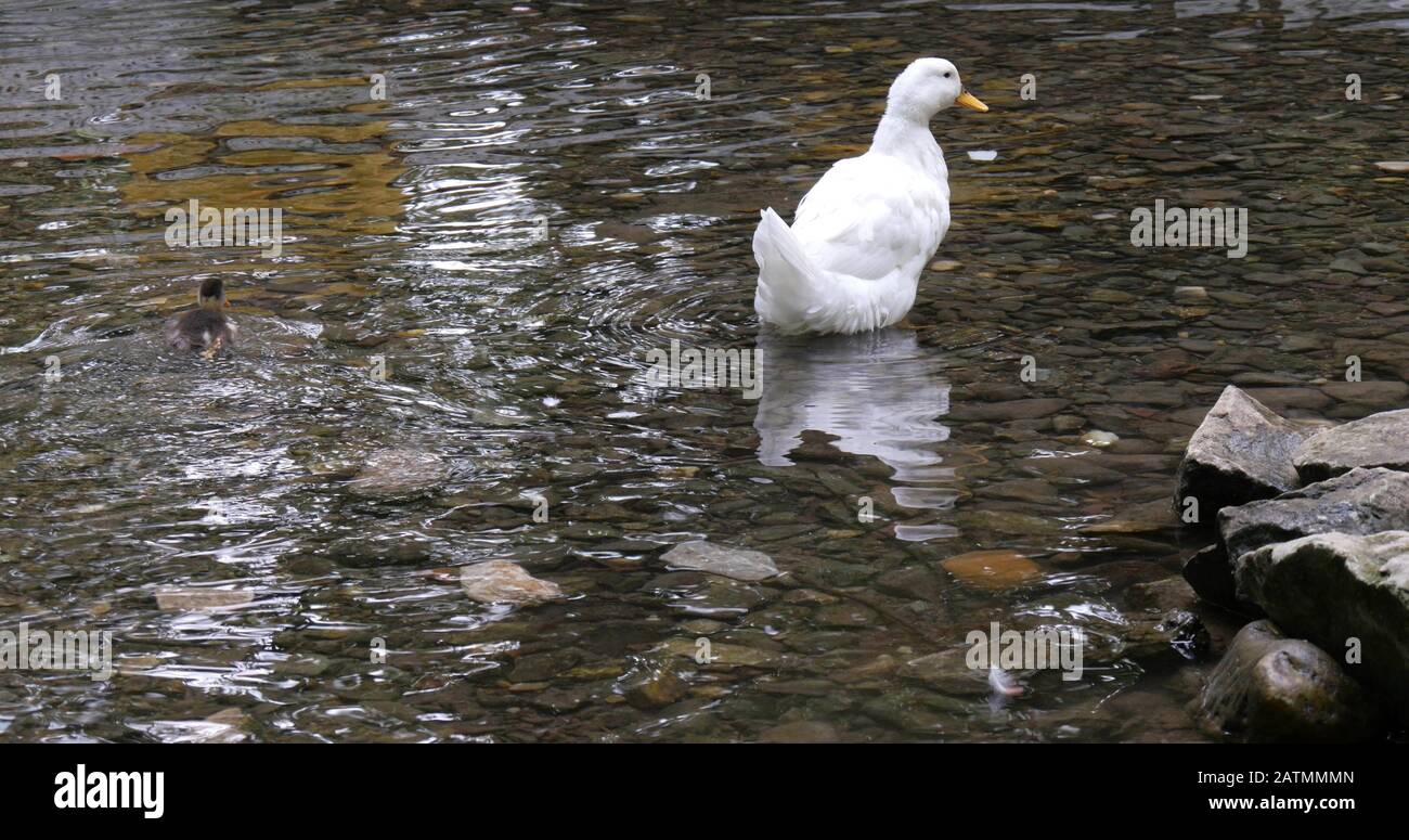 White duck and ducklings eat hires stock photography and images Alamy
