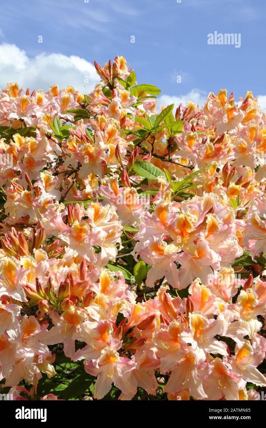 Orange colored Rhododendron flowering in a garden Stock Photo