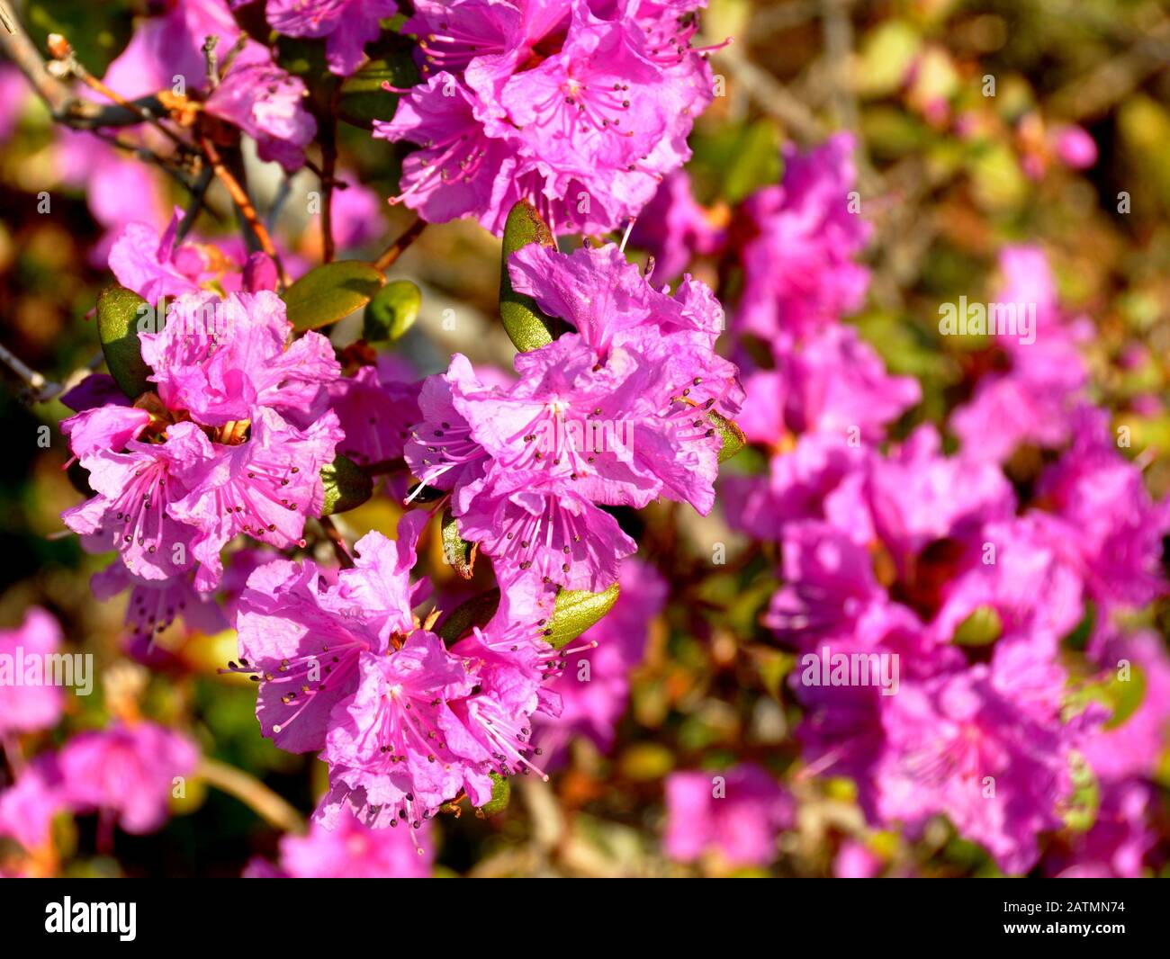 Pink azalea shrub flowering in a garden Stock Photo