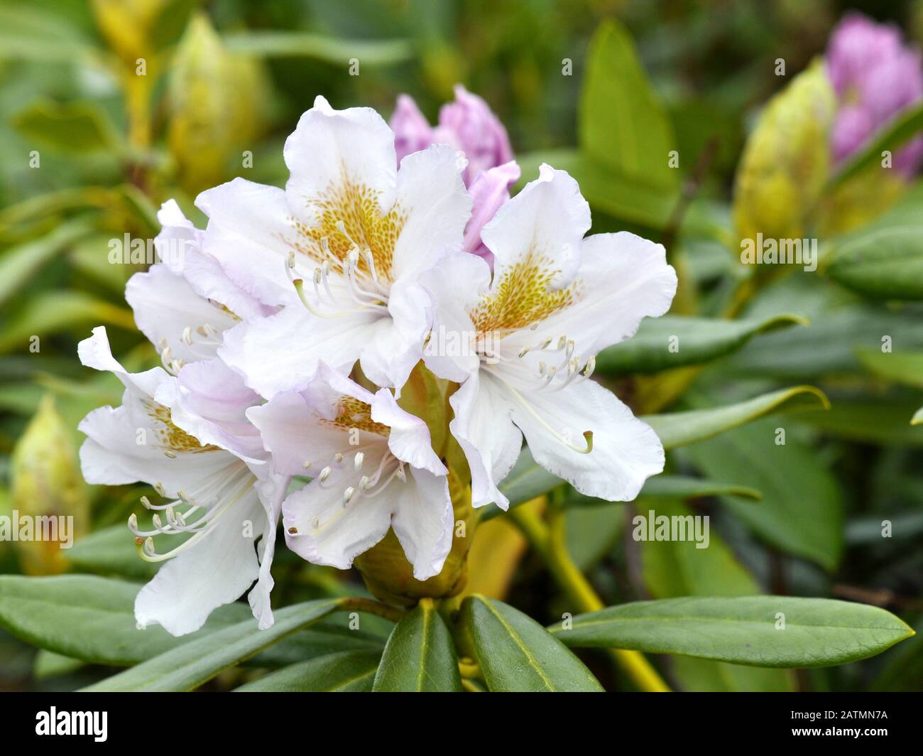 Close-up on a white and pink Rhododendron Stock Photo