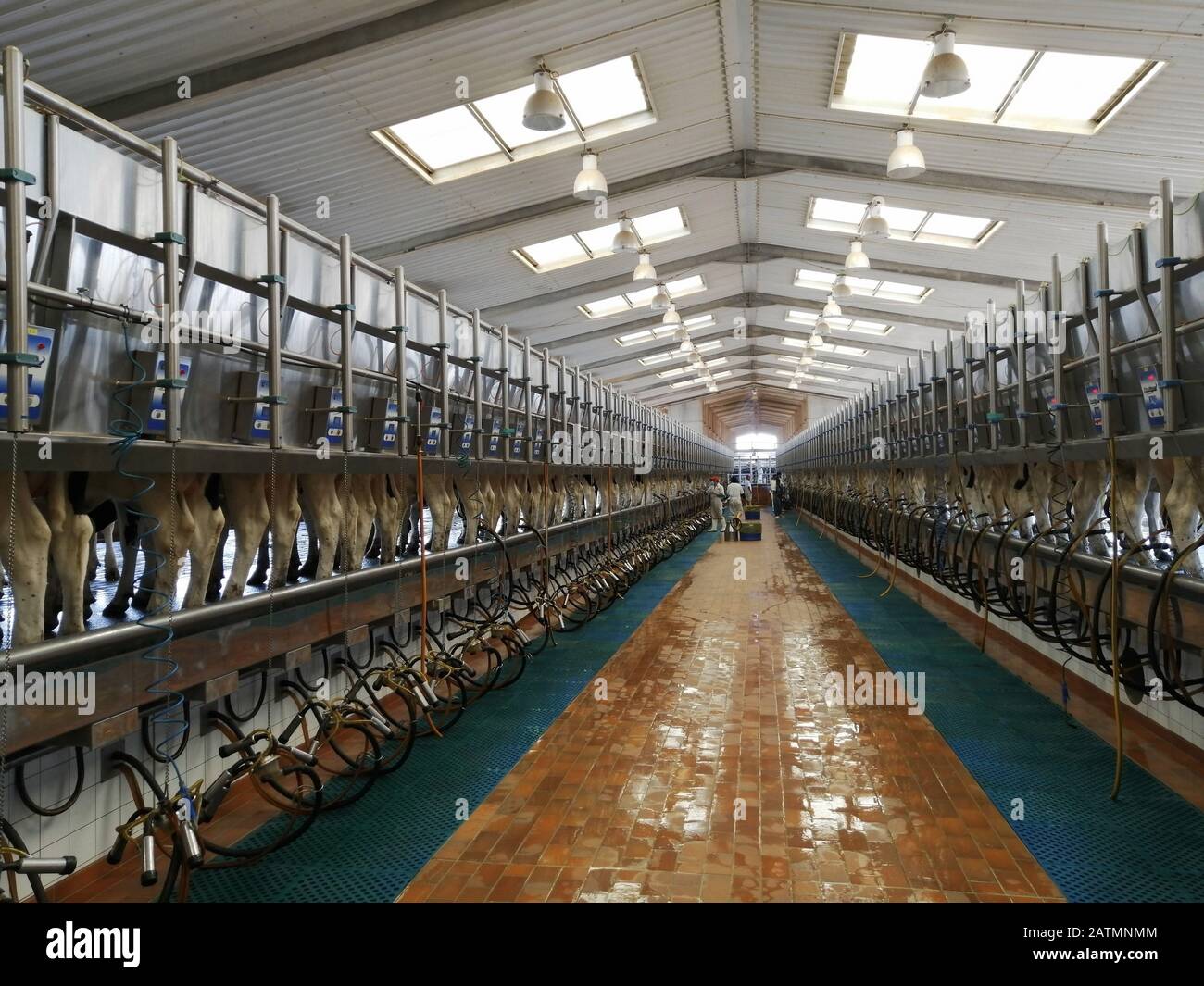 Inside of the milking parlour at the Almarai dairy farm during a milking session, Al Kharj, Saudi Arabia Stock Photo