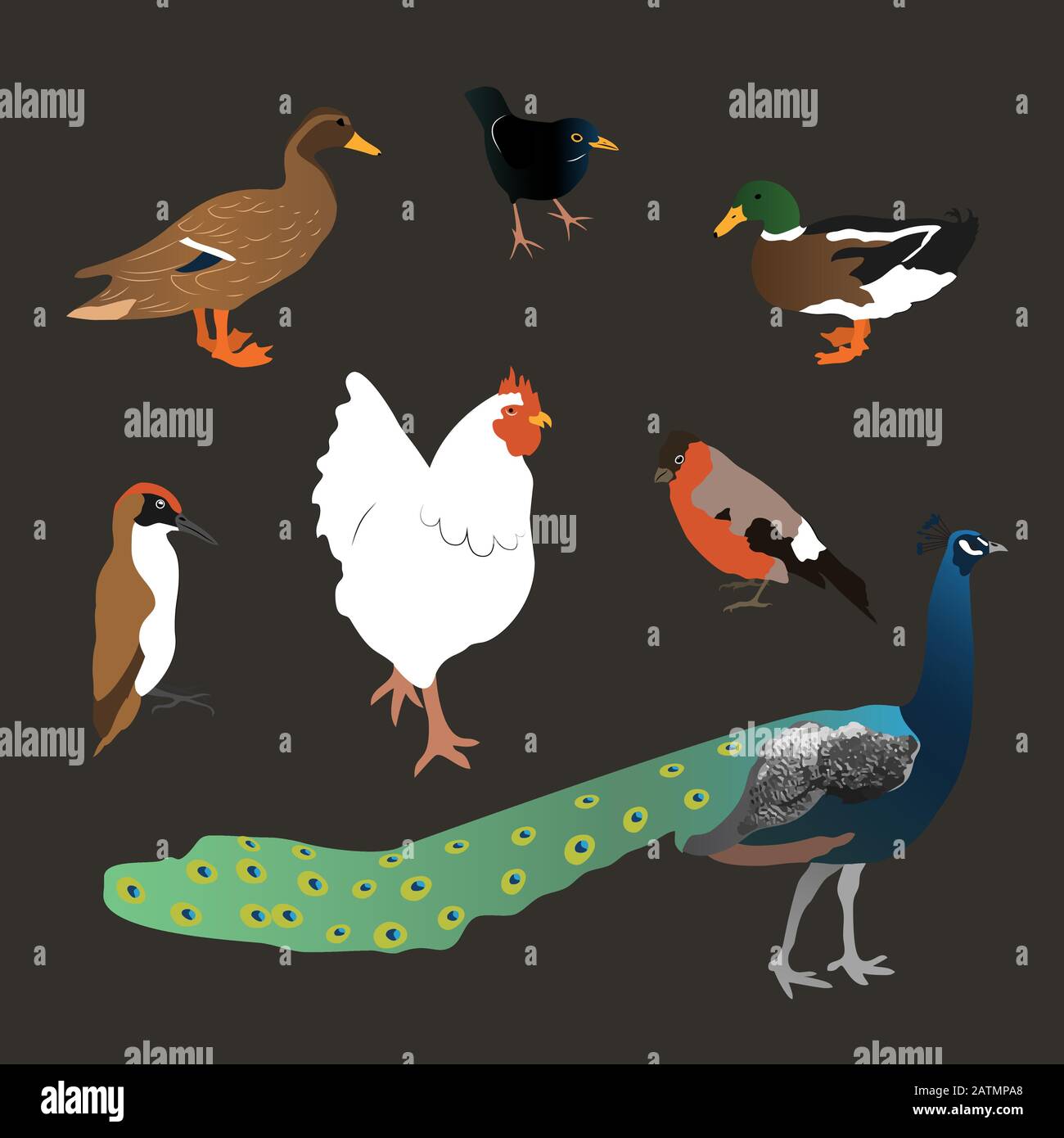 Duck Ruster Set of different birds, duck, rooster, peacock, woodpecker. Isolated on ...