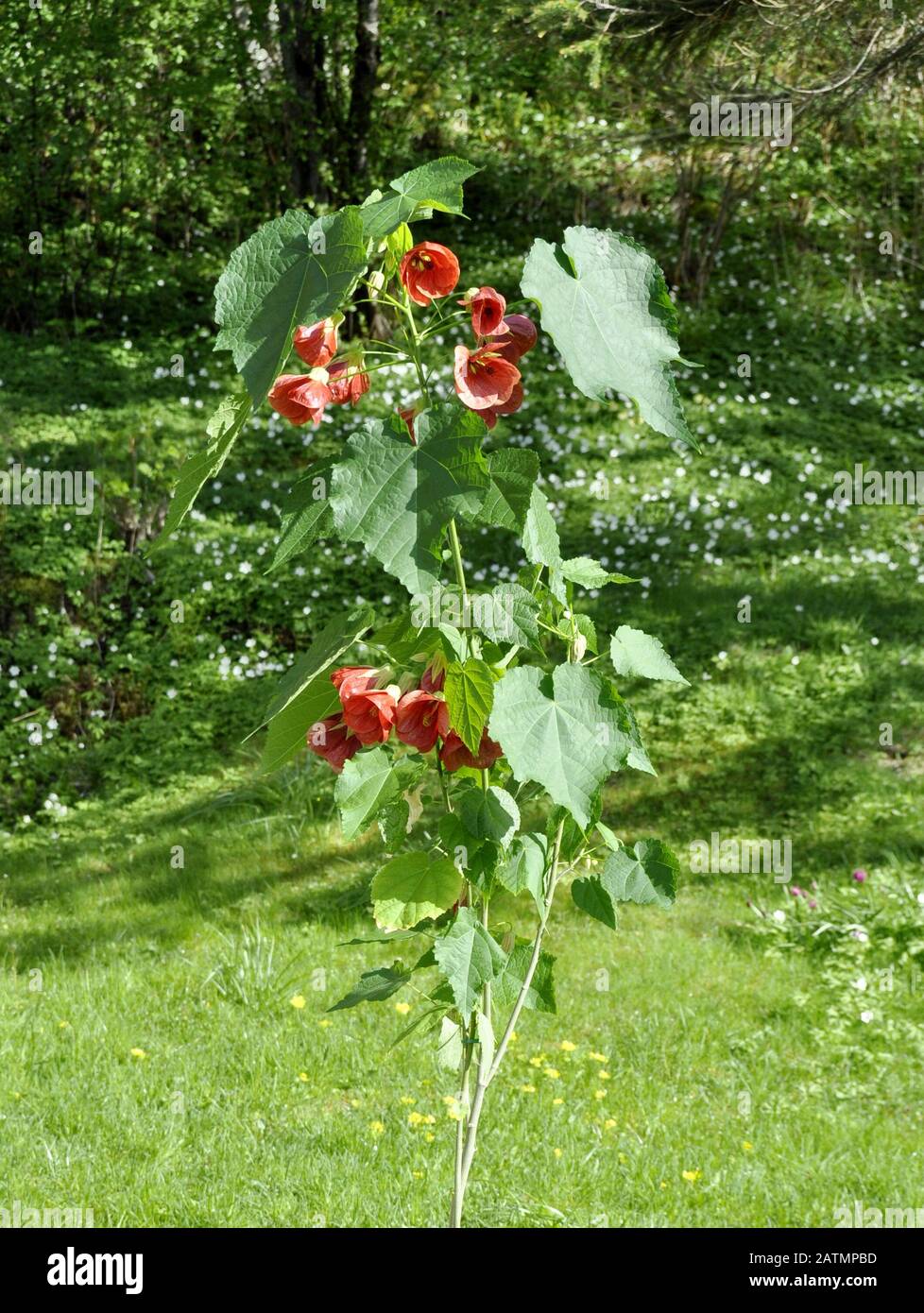 Abutilon shrub with red flowers Stock Photo