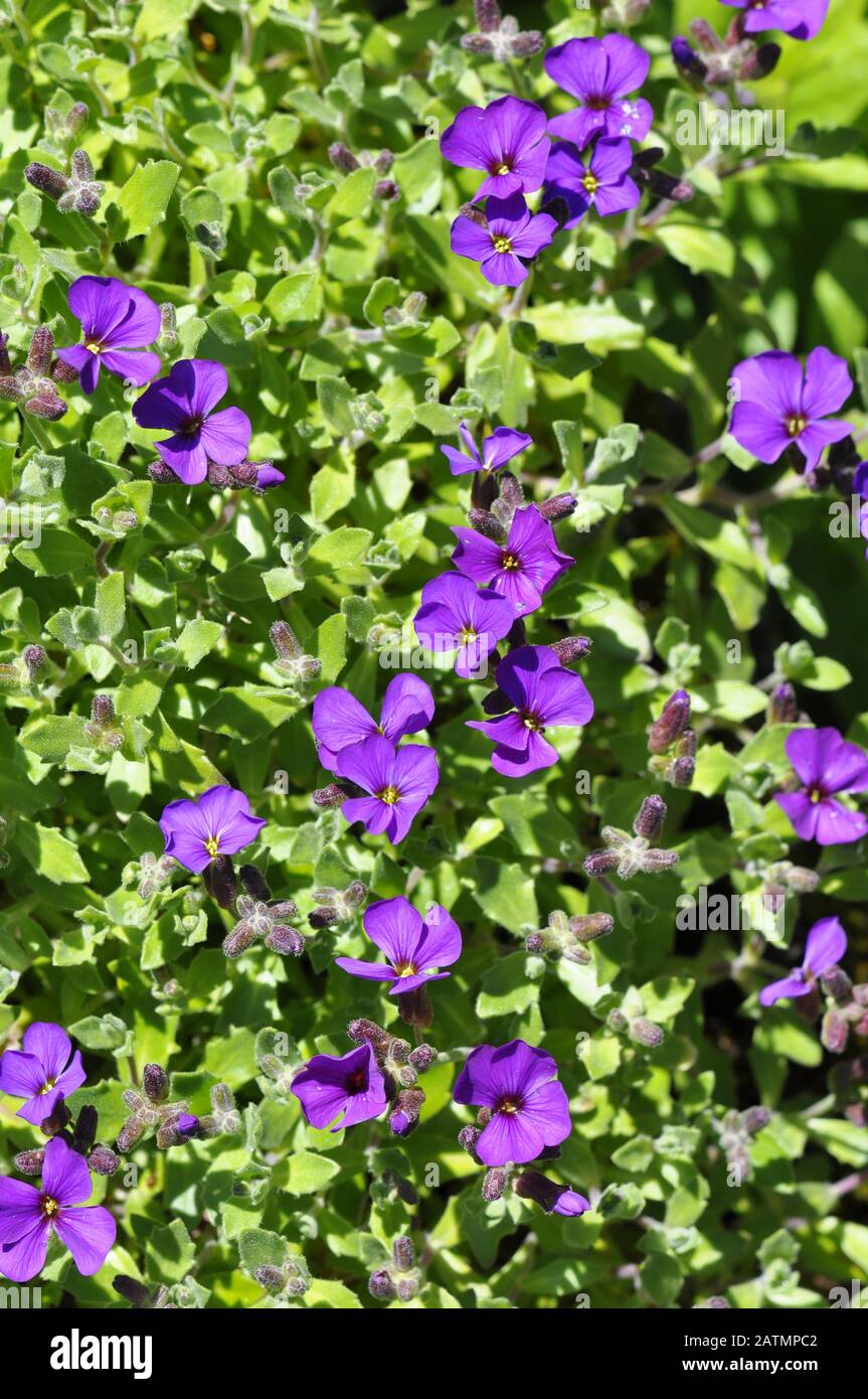 Purple Aubrieta flowers Stock Photo