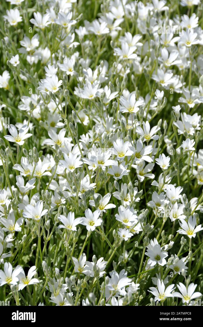 group of flowering boreal chickweed Cerastium biebersteinii Stock Photo