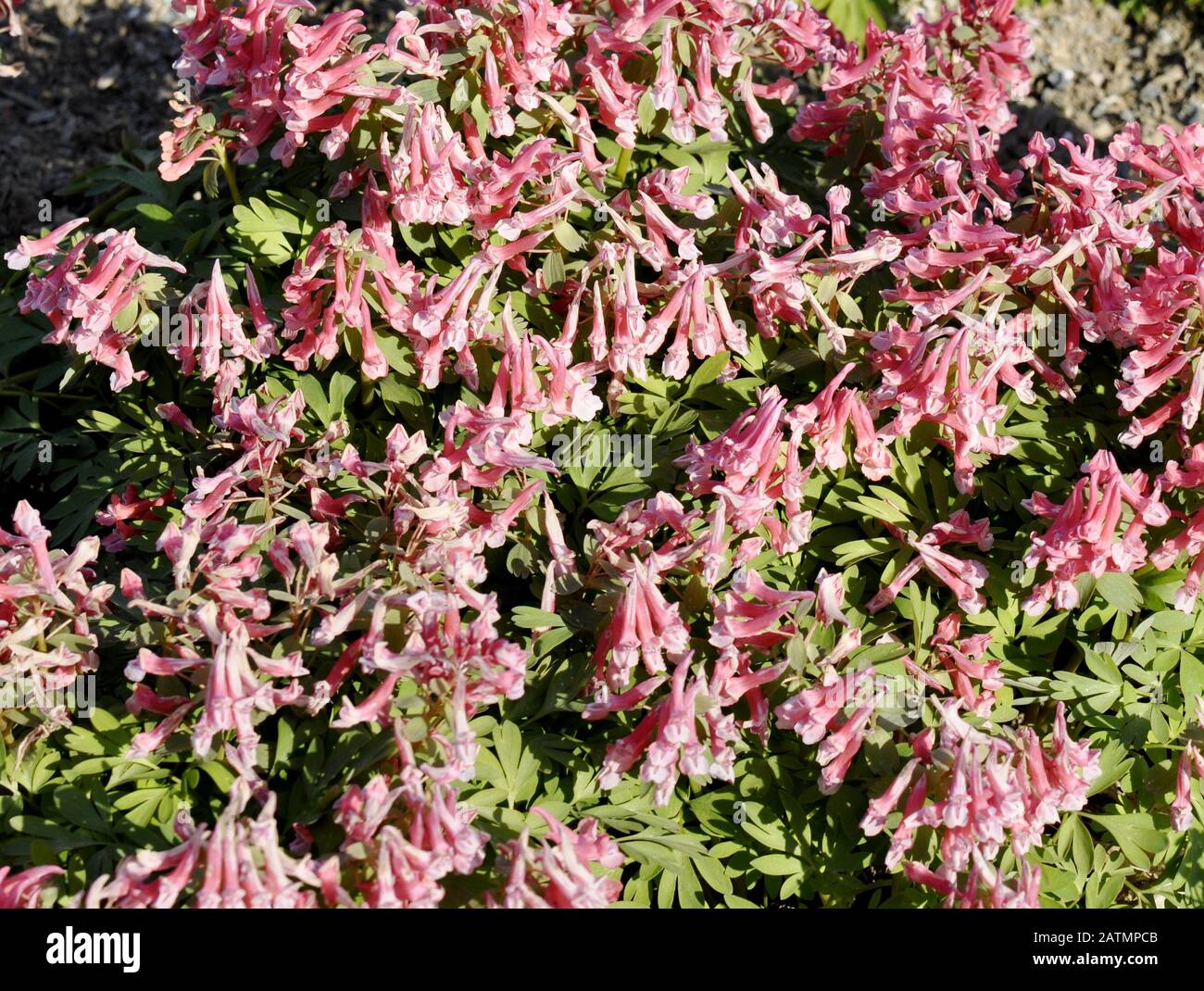 Fumewort Corydalis solida flowering with pink flowers Stock Photo