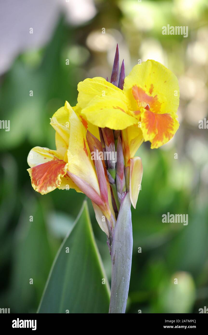 Closeup on red and yellow Canna lily Stock Photo