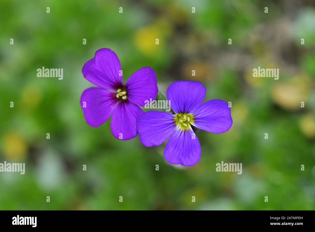 Purple Aubrieta flowers Stock Photo
