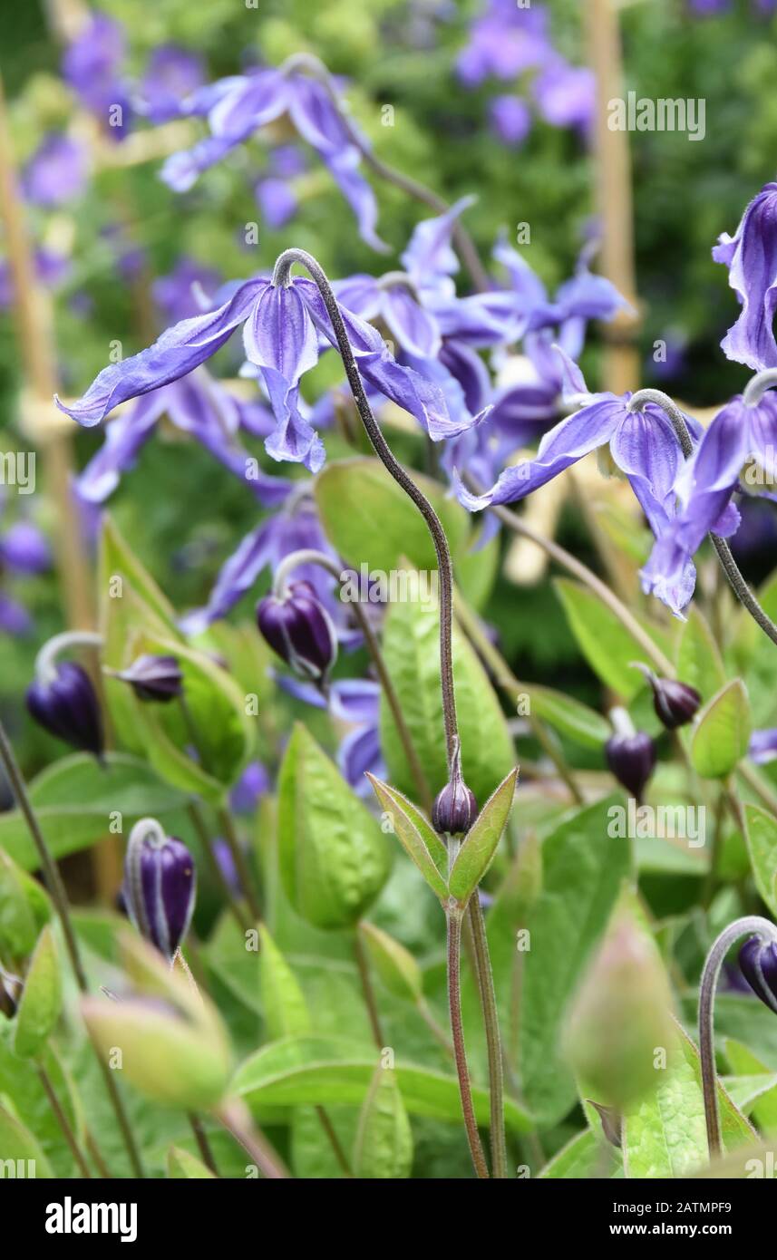 Flowering Blue Alpine clematis  in a garden Stock Photo