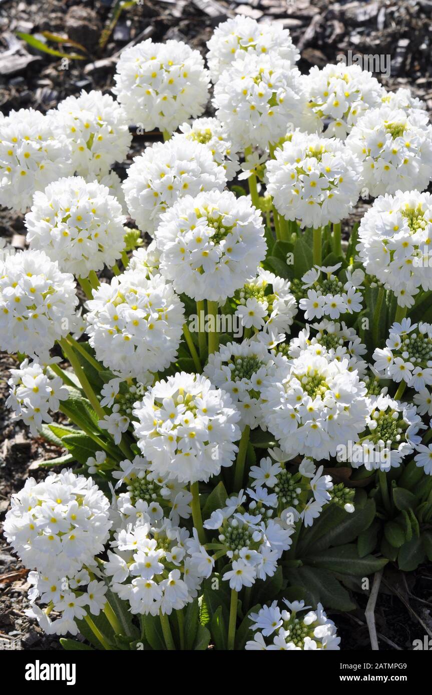 White drumstick primrose Primula denticulata Stock Photo