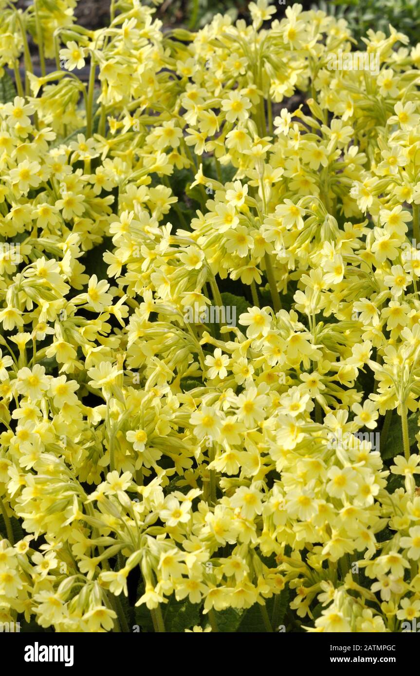 Oxlip primrose Primula eliator flowering in spring Stock Photo